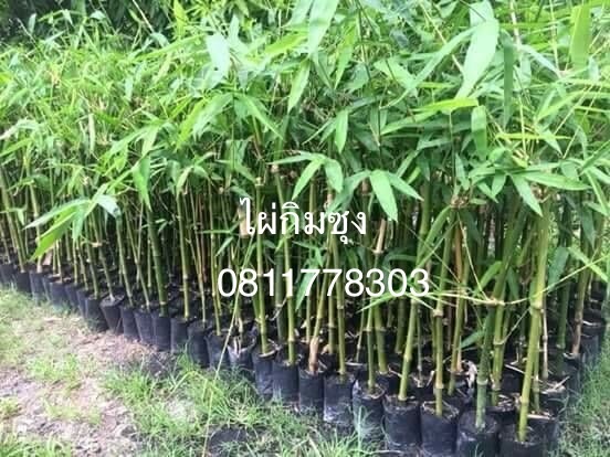 ต้นไผ่กิมซุง | สวนไผ่เลี้ยง - เมืองปราจีนบุรี ปราจีนบุรี