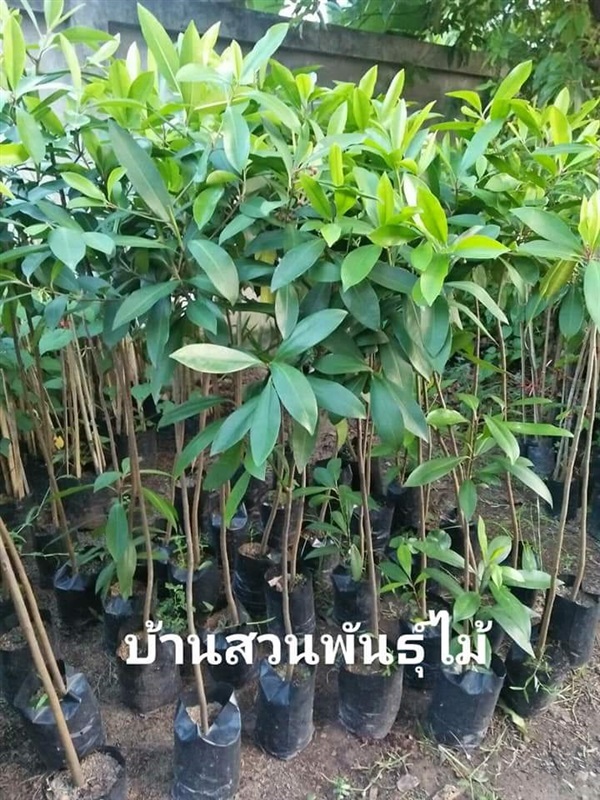 พิลังกาสา