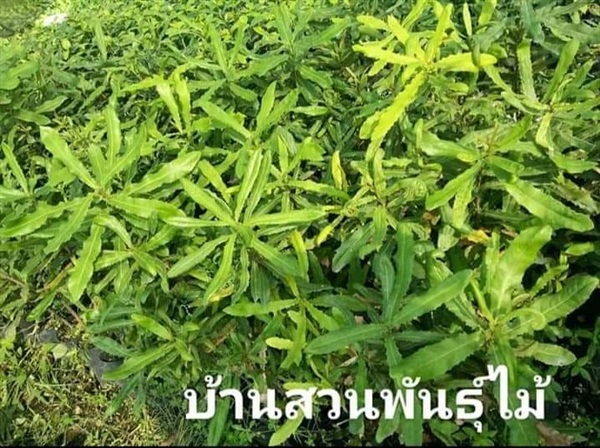 มาคาเดเมีย | บ้านสวนพันธุ์ไม้ - นากลาง หนองบัวลำภู