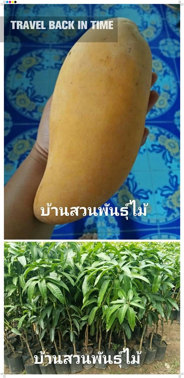 มะม่วงน้ำดอกไม้มัน | บ้านสวนพันธุ์ไม้ - นากลาง หนองบัวลำภู