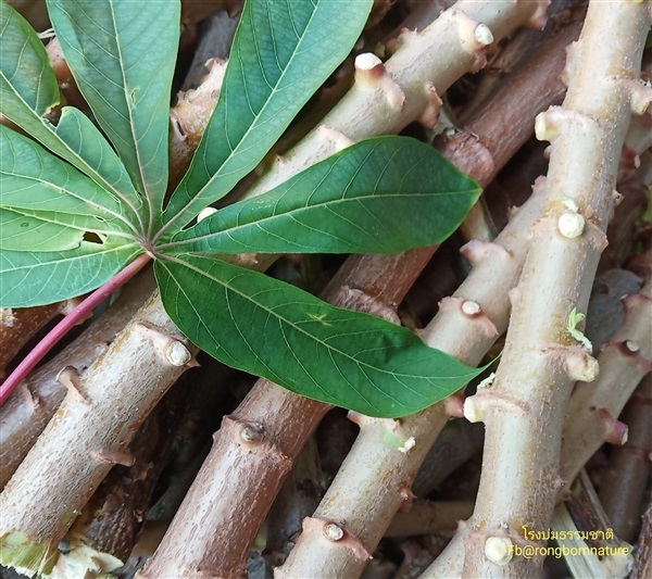 พันธุ์มันสำปะหลัง5นาที | โรงบ่มธรรมชาติ NatureNursery - บางเลน นครปฐม