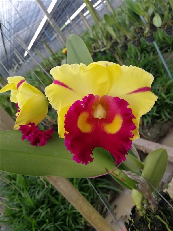 Nakornchaisri delight “Yen “ | Kat cattleya Orchid  - เมืองนครปฐม นครปฐม