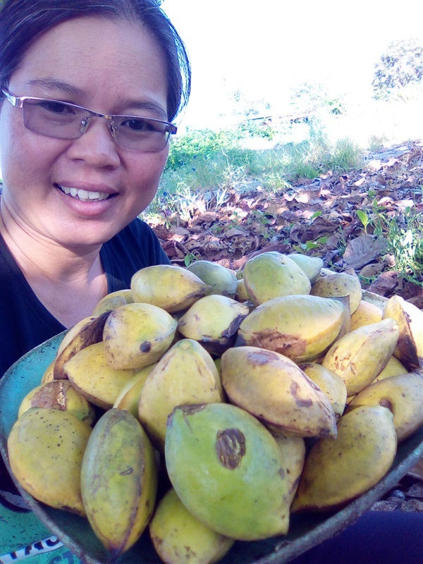 เมล็ดหูกวาง | เมล็ดพันธุ์ดี เกษตรวิถีไทย - เมืองระยอง ระยอง