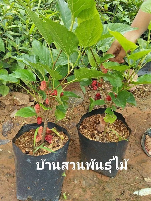 หม่อน ชม 60 | บ้านสวนพันธุ์ไม้ - นากลาง หนองบัวลำภู