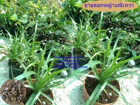 ขายดอกหญ้ามณีเทวา | คลังเมล็ดพันธุ์สวนสมุนไพร - เมืองชลบุรี ชลบุรี