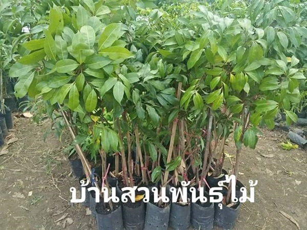 ลิ้นจี่จักรพรรดิ์ | บ้านสวนพันธุ์ไม้ - นากลาง หนองบัวลำภู