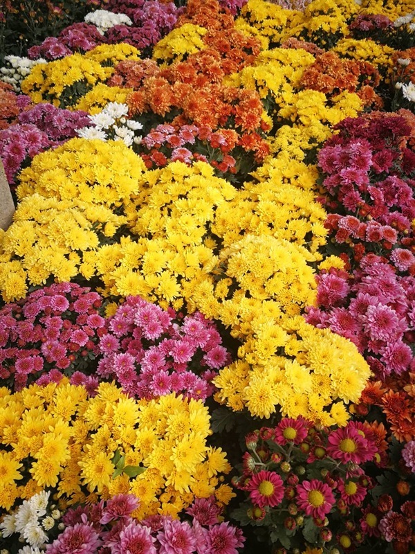 เบญจมาศ | สวนสุขโขไม้ดอกไม้ประดับ - ประจันตคาม ปราจีนบุรี