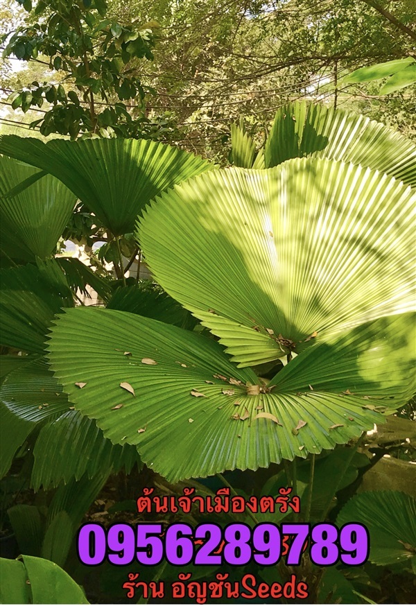 ขายปาล์มเจ้าเมืองตรัง | อัญชัน seeds - สวนหลวง กรุงเทพมหานคร