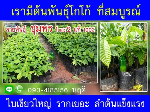 ตันโกโก้  | โกโก้พิมายพันธุ์ไม้ - พิมาย นครราชสีมา