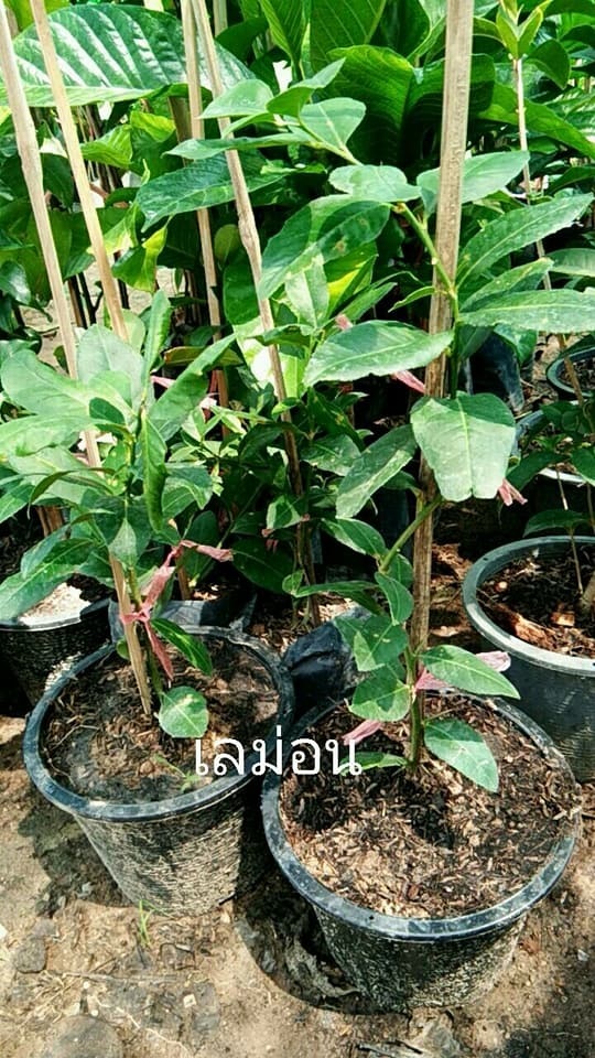 เลม่อน ต้นละ 200 บาท | Drenglish Garden มหาสารคาม - กันทรวิชัย มหาสารคาม