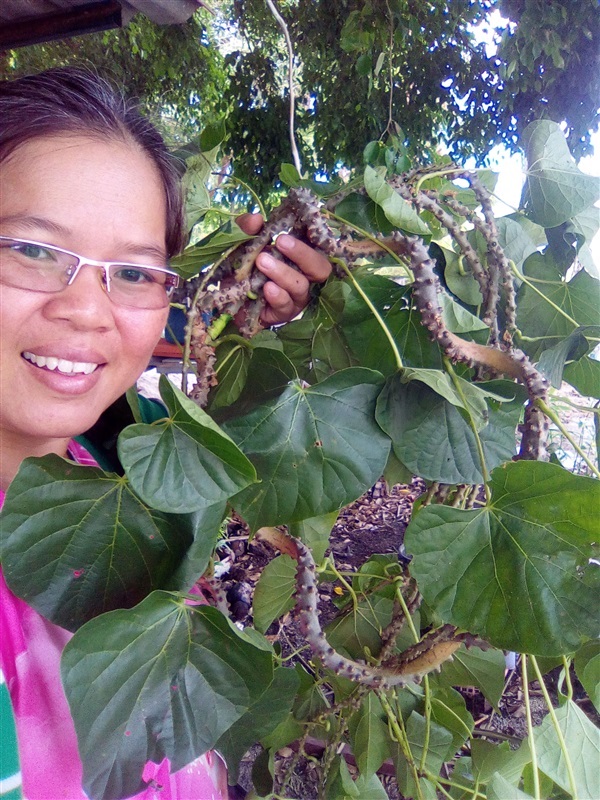 บรเพ็ด | เมล็ดพันธุ์ดี เกษตรวิถีไทย - เมืองระยอง ระยอง