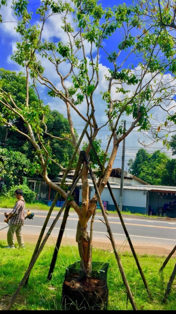 ต้นเสม็ดแดง | บีพีเจโมเดิร์น -  นนทบุรี