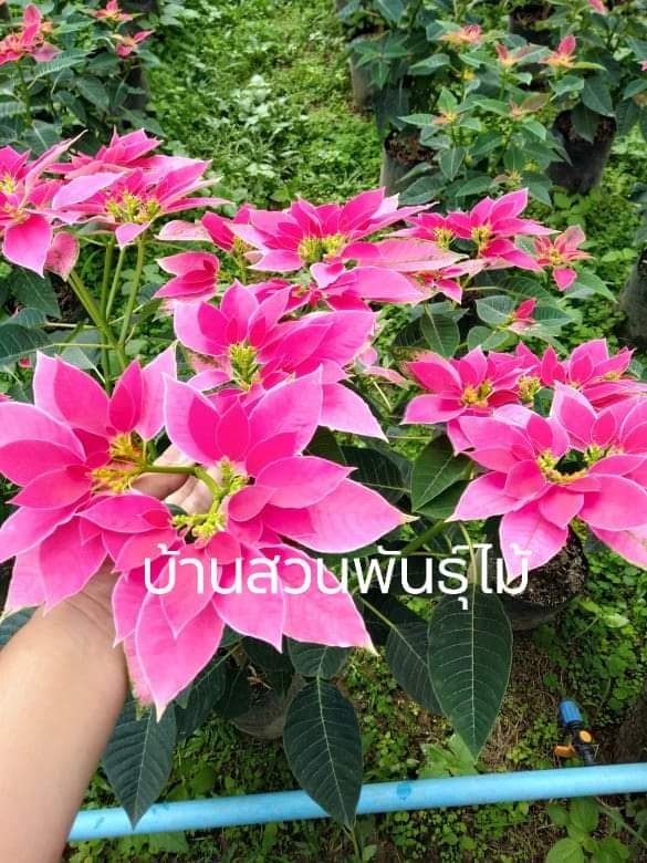 คริสมาสต์สีชมพู | บ้านสวนพันธุ์ไม้ - นากลาง หนองบัวลำภู