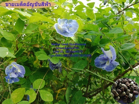 ขายเมล็ดอัญชันดอกสีฟ้า | คลังเมล็ดพันธุ์สวนสมุนไพร - เมืองชลบุรี ชลบุรี