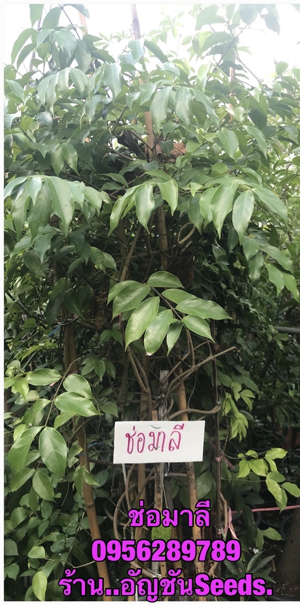 ขายต้นช่อมาลี(ต้นโต) ,สร้อยสุมาลี ,กุมาริกา | อัญชัน seeds - สวนหลวง กรุงเทพมหานคร