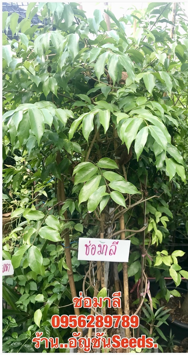 ขายต้นช่อมาลี..กุมาริกา, สร้อยสุมาลี ดอกหอม  | อัญชัน seeds - สวนหลวง กรุงเทพมหานคร