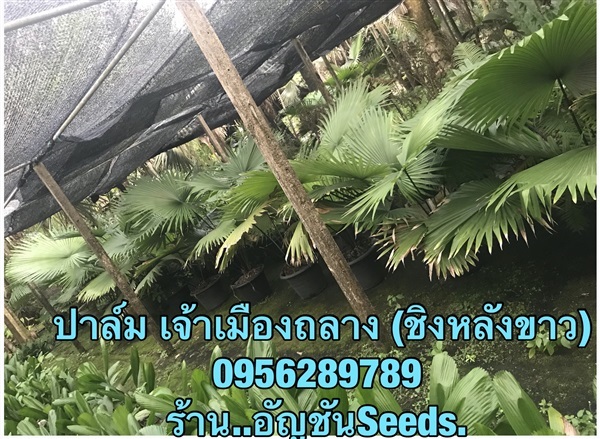 ขายต้นชิงหลังขาว (เจ้าเมืองถลาง) | อัญชัน seeds - สวนหลวง กรุงเทพมหานคร
