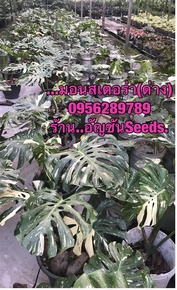 ขายมอนสเตอร์ร่า ใบด่าง,มอนสเตอร์ร่าใบด่าง,Monstera | อัญชัน seeds - สวนหลวง กรุงเทพมหานคร