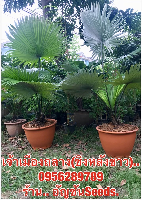 ขายต้นปาล์มเจ้าเมืองถลาง (ชิงหลังขาว) สวยๆ | อัญชัน seeds - สวนหลวง กรุงเทพมหานคร