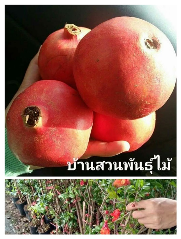 ทับทิมแดงมารวย