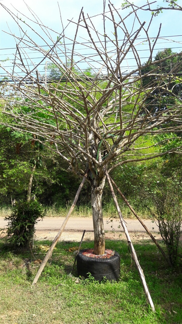 ต้นน้ำเต้า | วิชัย พันธุ์ไม้ - เมืองปราจีนบุรี ปราจีนบุรี