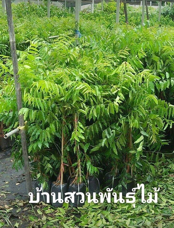 สะเดาทวาย | บ้านสวนพันธุ์ไม้ - นากลาง หนองบัวลำภู