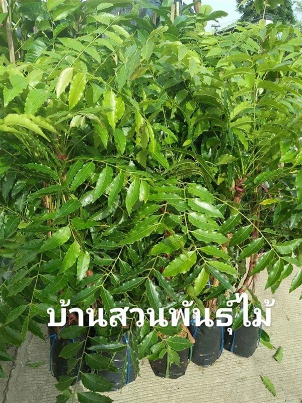 สะเดามันทวาย