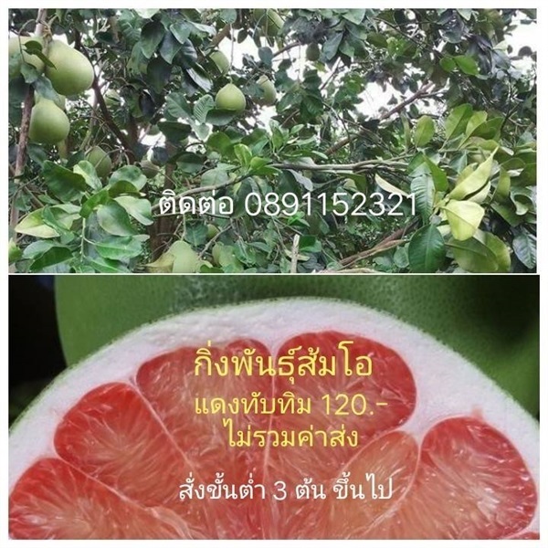 ส้มโอแดงทับทิม | ต้นไม้กินได้ - หนองจอก กรุงเทพมหานคร
