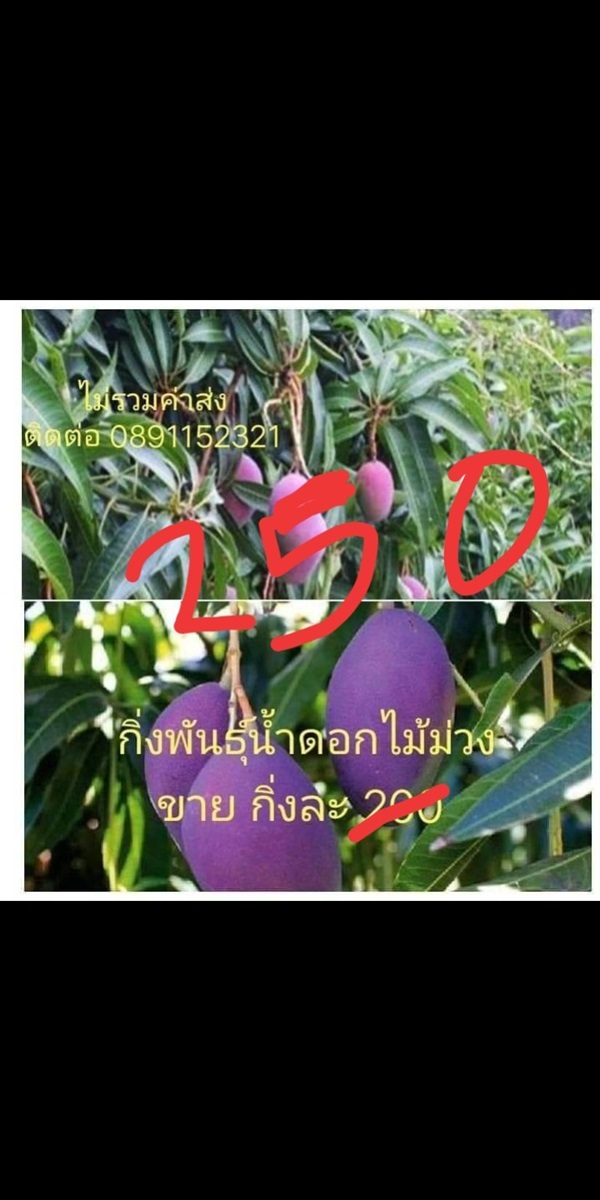 กิ่งพันธุ์มะม่วงน้ำดอกไม้สีม่วง