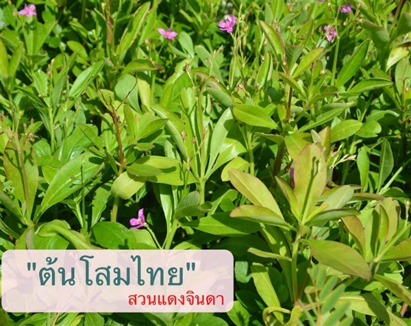 โสมไทย | สวนแดงจินดา -  เชียงใหม่