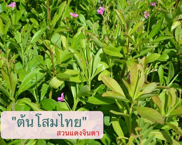 โสมไทย