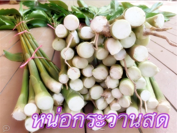 หน่อกระวานสด | สวนขอมดำดิน - แกลง ระยอง