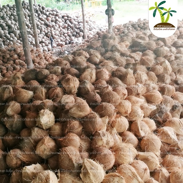 มะพร้าวแก่ ปอกเปลือก ราคาส่ง มะพร้าวทับสะแก PCP Coconut | Pcp  coconut - ทับสะแก ประจวบคีรีขันธ์