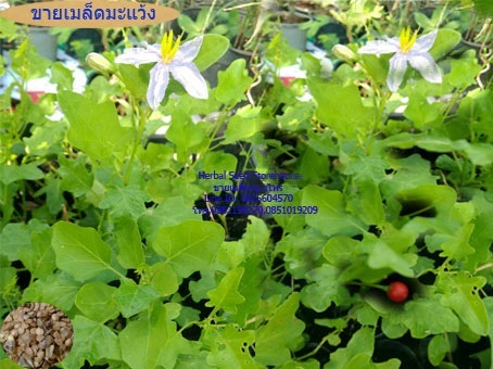 ขายเมล็ดมะแว้ง | คลังเมล็ดพันธุ์สวนสมุนไพร - เมืองชลบุรี ชลบุรี