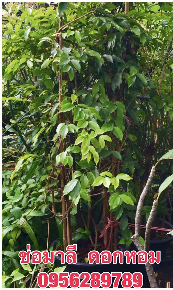 ขายต้นช่อมาลี ,กุมาริกา,สร้อยสุมาลี  ไม้เลื้อย ดอกหอม ต้นโต | อัญชัน seeds - สวนหลวง กรุงเทพมหานคร