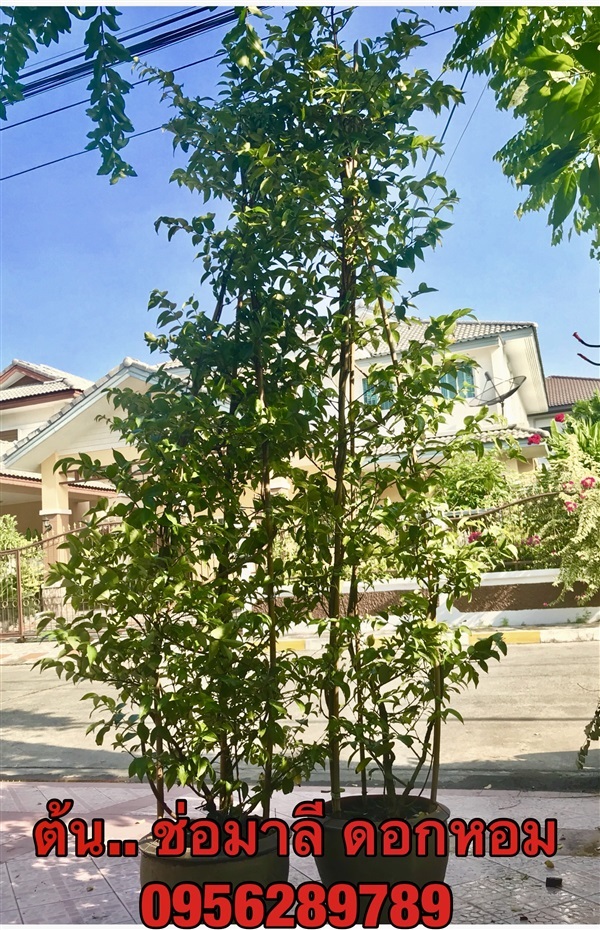 ขายต้น ช่อมาลี ,กุมาริกา,สร้อยสุมาลี ดอกหอม ความสูง 3 เมตร