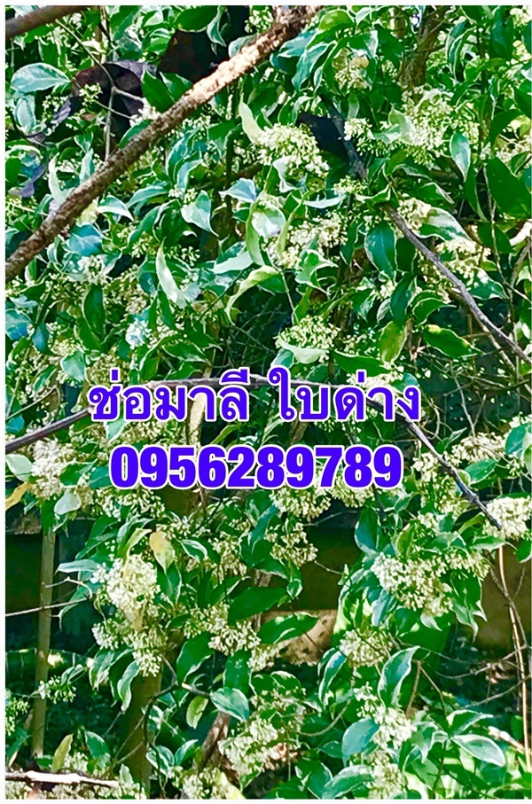 ขายต้นช่อมาลีใบด่าง ,กุมาริกา,สร้อยสุมาลี  ดอกหอม ต้นโต | อัญชัน seeds - สวนหลวง กรุงเทพมหานคร