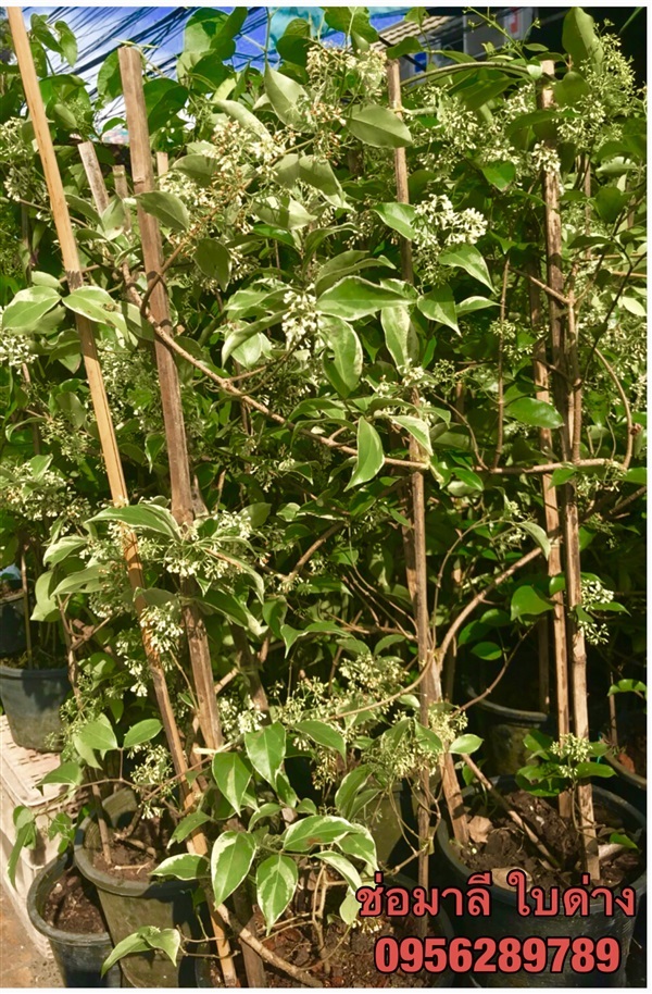 ขาย..ต้นช่อมาลีใบด่าง ,กุมาริกา,สร้อยสุมาลี สวยๆ | อัญชัน seeds - สวนหลวง กรุงเทพมหานคร