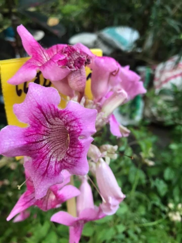 แฮปปี้เนส ชมพูฮาวาย ดอกไม้แห่งความสุข เจริญหูเจริญตา | ดอกเตอร์มุ่ย ฟาร์ม - บางกอกน้อย กรุงเทพมหานคร