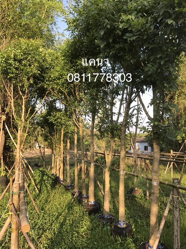 ต้นแคนา | สวนไผ่เลี้ยง - เมืองปราจีนบุรี ปราจีนบุรี