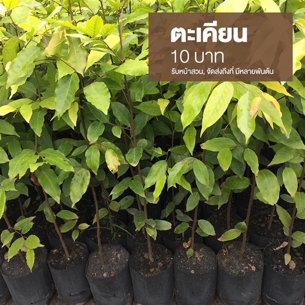 ตะเคียน | มนตรี สวนป่าไม้เศรษฐกิจ - โพธาราม ราชบุรี