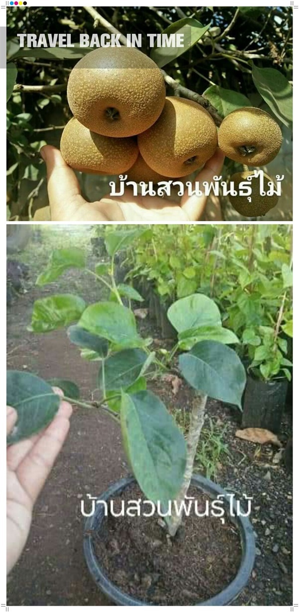 สาลี่หิมะ | บ้านสวนพันธุ์ไม้ - นากลาง หนองบัวลำภู