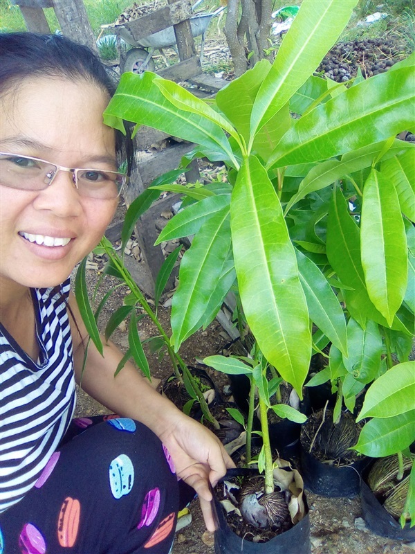 ต้นกล้าตีนเป็ดน้ำ | เมล็ดพันธุ์ดี เกษตรวิถีไทย - เมืองระยอง ระยอง
