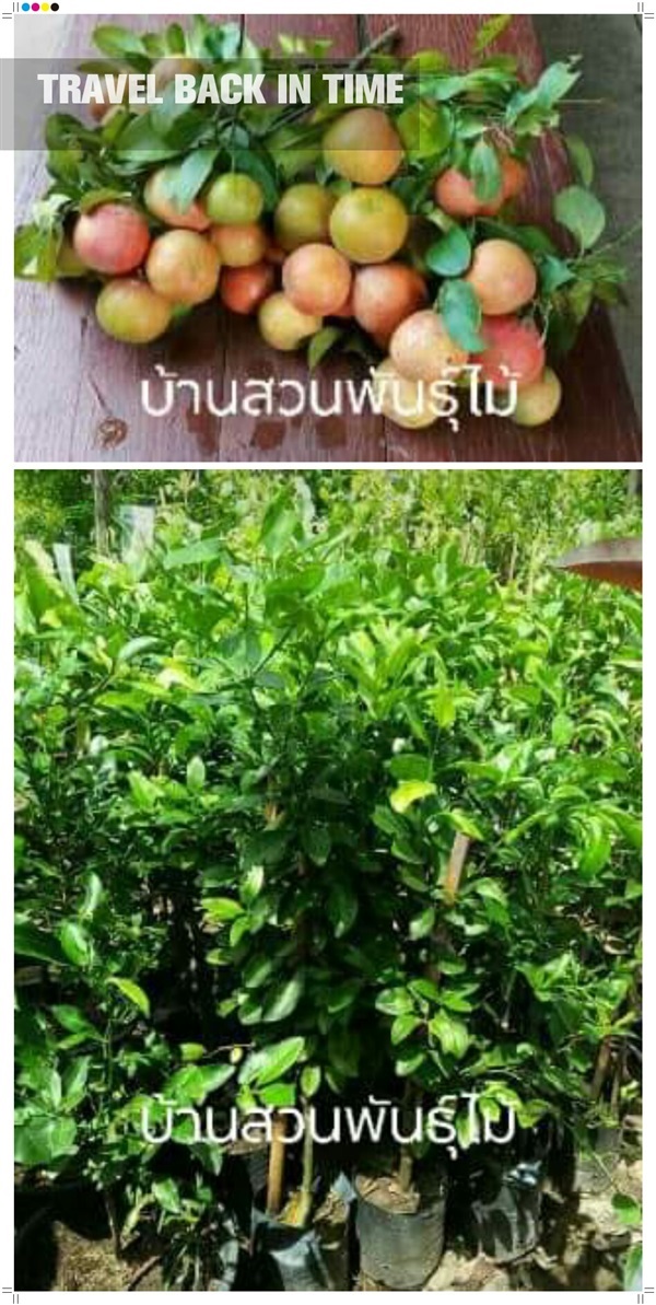 มะนาวชมพู | บ้านสวนพันธุ์ไม้ - นากลาง หนองบัวลำภู