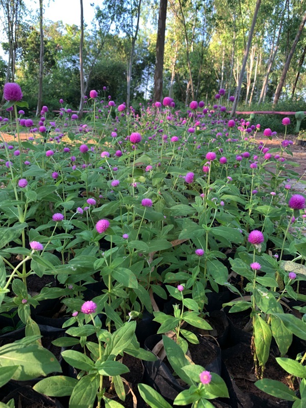 บานไม่รู้โรย Globe amaranth plants ไม้ล้มลุก | Alungkarn - เมืองราชบุรี ราชบุรี