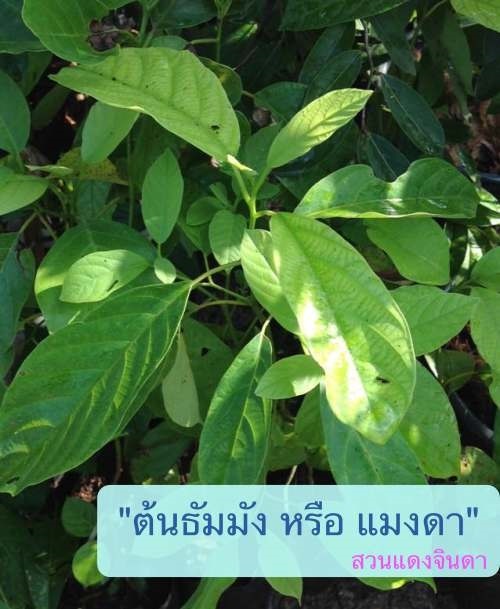 ธัมมัง | สวนแดงจินดา -  เชียงใหม่