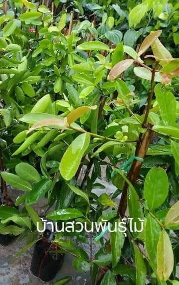 มะดัน | บ้านสวนพันธุ์ไม้ - นากลาง หนองบัวลำภู