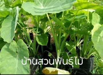 ต้นทูน | บ้านสวนพันธุ์ไม้ - นากลาง หนองบัวลำภู