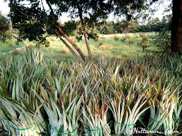 หน่อสับปะรด/พันธุ์สับปะรด | ร้านนัทนัน - บัวใหญ่ นครราชสีมา