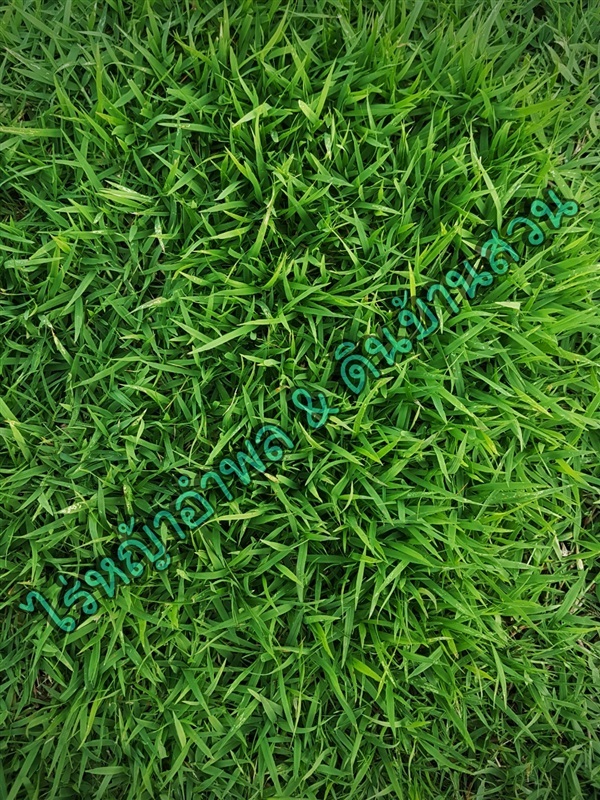 หญ้านวลน้อย | ไร่หญ้าอำพล & ดินบ้านสวน - หนองเสือ ปทุมธานี